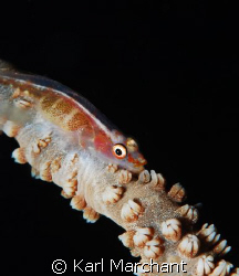 Whip Coral Goby by Karl Marchant 